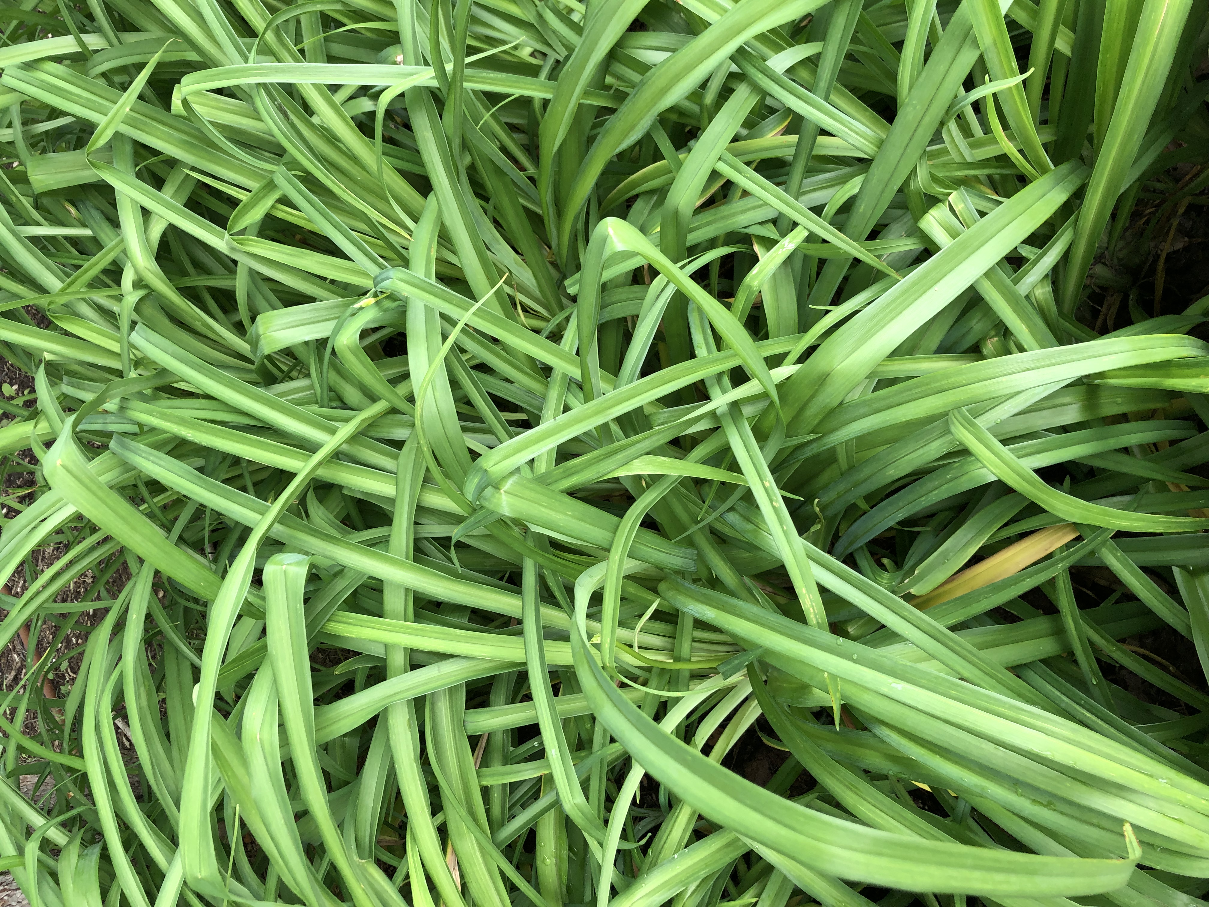 ./2022/06 - St Louis/02 - Day 2/20220522-160727679.JPG